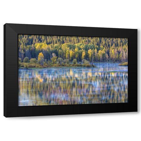 WY, Grand Tetons Swans and forest reflection Black Modern Wood Framed Art Print by Paulson, Don