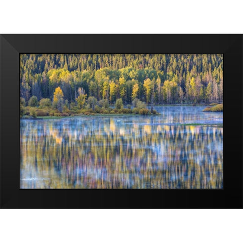 WY, Grand Tetons Swans and forest reflection Black Modern Wood Framed Art Print by Paulson, Don