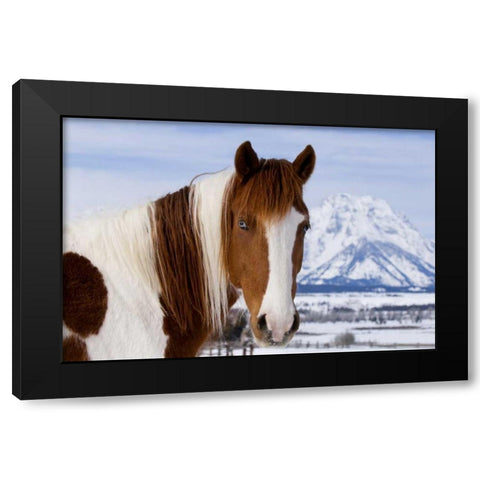 WY, Grand Tetons Pinto horse and Mount Moran Black Modern Wood Framed Art Print by Bush, Marie