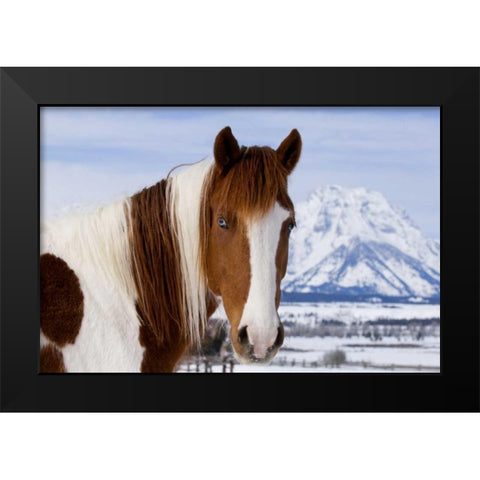 WY, Grand Tetons Pinto horse and Mount Moran Black Modern Wood Framed Art Print by Bush, Marie