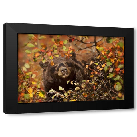 WY, Grand Tetons Black bear foraging for berries Black Modern Wood Framed Art Print by Grall, Don