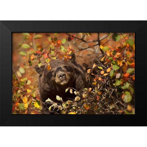 WY, Grand Tetons Black bear foraging for berries Black Modern Wood Framed Art Print by Grall, Don