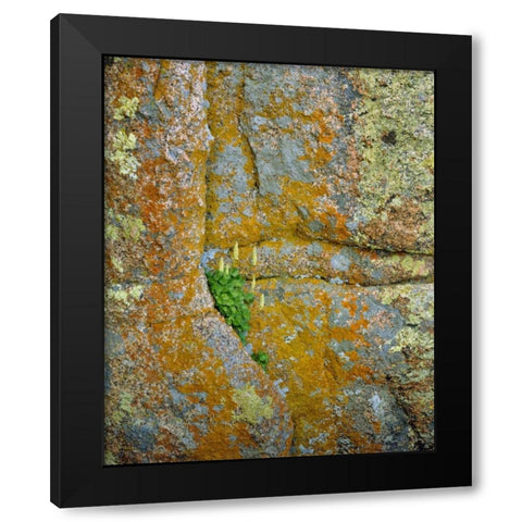 WY, Vedauwoo Park Poker heuchera plant Black Modern Wood Framed Art Print by Terrill, Steve