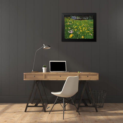 WY, Medicine Bow NF Golden mountain arnicas Black Modern Wood Framed Art Print by Terrill, Steve