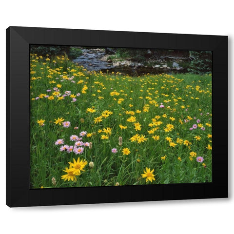 WY, Medicine Bow NF Golden mountain arnicas Black Modern Wood Framed Art Print by Terrill, Steve