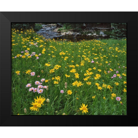 WY, Medicine Bow NF Golden mountain arnicas Black Modern Wood Framed Art Print by Terrill, Steve