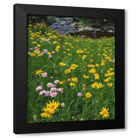 WY, Medicine Bow NF Golden mountain arnicas Black Modern Wood Framed Art Print by Terrill, Steve