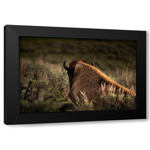 Wyoming-Yellowstone National Park Bison resting at sunset  Black Modern Wood Framed Art Print with Double Matting by Jaynes Gallery