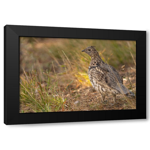 USA-Wyoming-Grand Teton National Park Dusky grouse bird close-up Black Modern Wood Framed Art Print with Double Matting by Jaynes Gallery