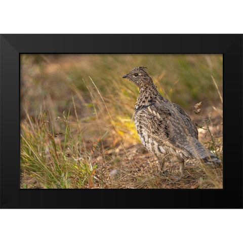 USA-Wyoming-Grand Teton National Park Dusky grouse bird close-up Black Modern Wood Framed Art Print by Jaynes Gallery