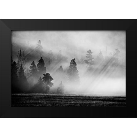 USA-Wyoming-Yellowstone National Park-Early morning fog with light rays through the trees Black Modern Wood Framed Art Print by Hopkins, Cindy Miller