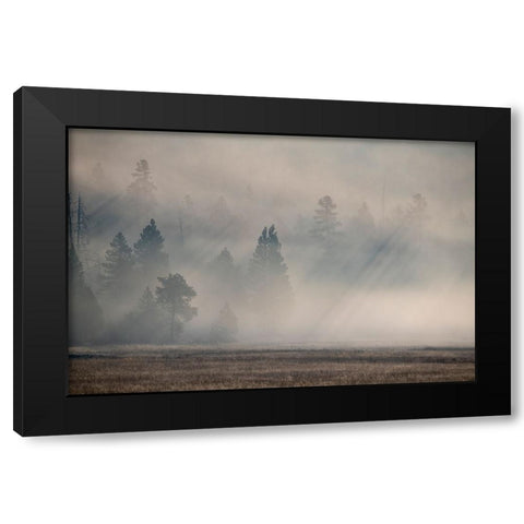 USA-Wyoming-Yellowstone National Park-Early morning fog with light rays through the trees Black Modern Wood Framed Art Print with Double Matting by Hopkins, Cindy Miller