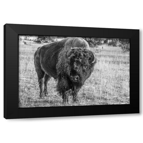 USA-Wyoming-Yellowstone National Park-Upper Geyser Basin-Lone male American bison-aka buffalo with  Black Modern Wood Framed Art Print by Hopkins, Cindy Miller
