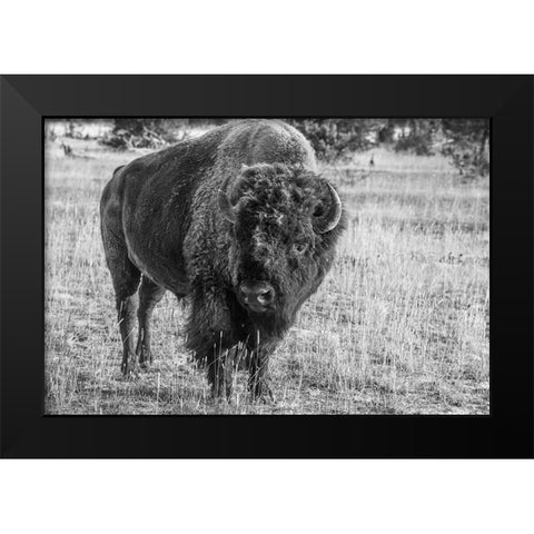 USA-Wyoming-Yellowstone National Park-Upper Geyser Basin-Lone male American bison-aka buffalo with  Black Modern Wood Framed Art Print by Hopkins, Cindy Miller