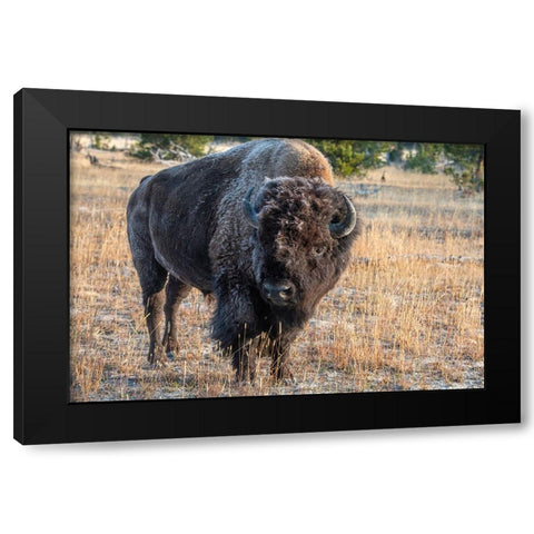 USA-Wyoming-Yellowstone National Park-Upper Geyser Basin-Lone male American bison-aka buffalo with  Black Modern Wood Framed Art Print by Hopkins, Cindy Miller