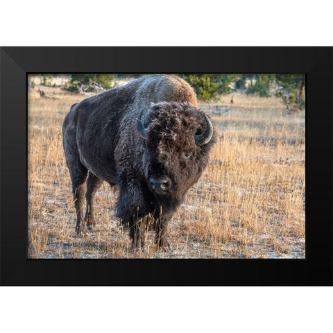USA-Wyoming-Yellowstone National Park-Upper Geyser Basin-Lone male American bison-aka buffalo with  Black Modern Wood Framed Art Print by Hopkins, Cindy Miller