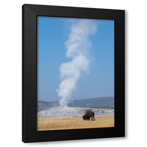 USA-Wyoming-Yellowstone National Park-Upper Geyser Basin-Lone male American bison-aka buffalo-in fr Black Modern Wood Framed Art Print by Hopkins, Cindy Miller