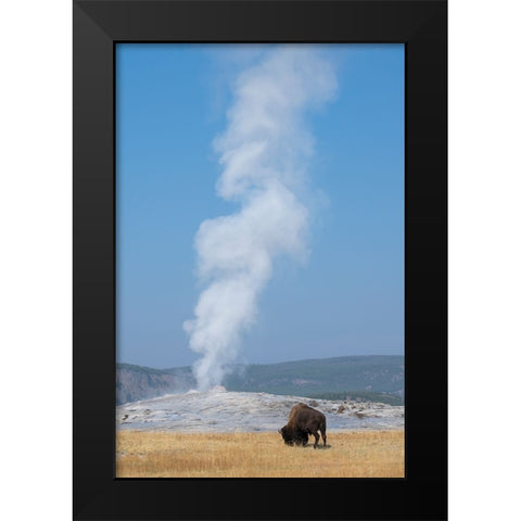 USA-Wyoming-Yellowstone National Park-Upper Geyser Basin-Lone male American bison-aka buffalo-in fr Black Modern Wood Framed Art Print by Hopkins, Cindy Miller