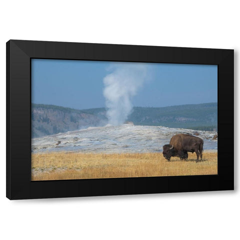 USA-Wyoming-Yellowstone National Park-Upper Geyser Basin-Lone male American bison-aka buffalo-in fr Black Modern Wood Framed Art Print by Hopkins, Cindy Miller