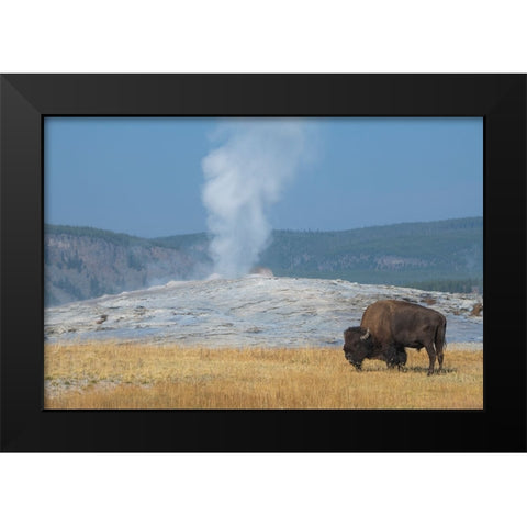 USA-Wyoming-Yellowstone National Park-Upper Geyser Basin-Lone male American bison-aka buffalo-in fr Black Modern Wood Framed Art Print by Hopkins, Cindy Miller