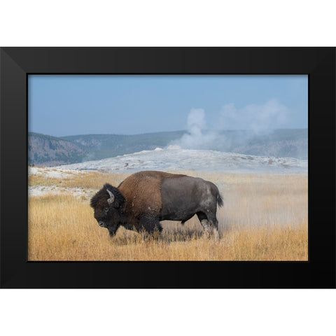 USA-Wyoming-Yellowstone National Park-Upper Geyser Basin-Lone male American bison-aka buffalo right Black Modern Wood Framed Art Print by Hopkins, Cindy Miller