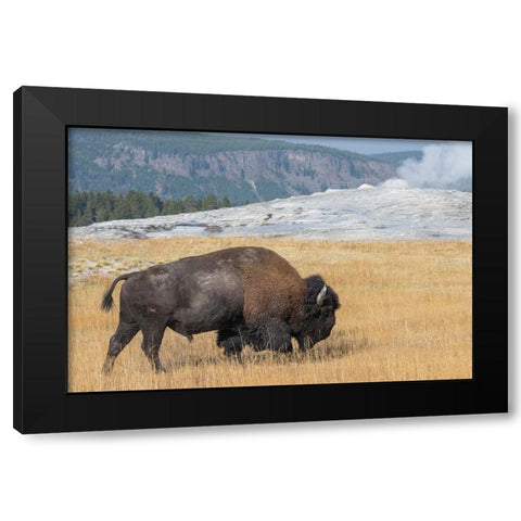 USA-Wyoming-Yellowstone National Park-Upper Geyser Basin-Lone male American bison-aka buffalo-in fr Black Modern Wood Framed Art Print with Double Matting by Hopkins, Cindy Miller
