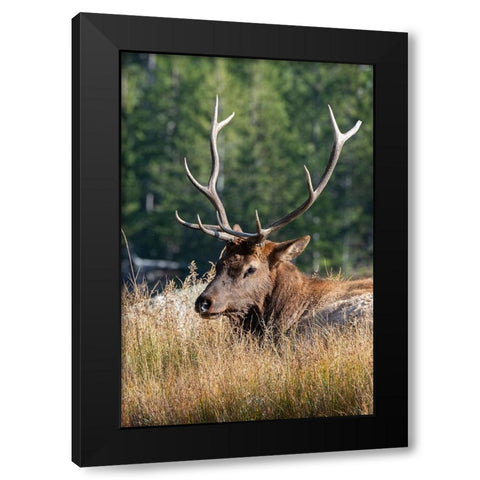 USA-Wyoming-Yellowstone National Park-Madison-Madison River-Male North American elk Black Modern Wood Framed Art Print with Double Matting by Hopkins, Cindy Miller