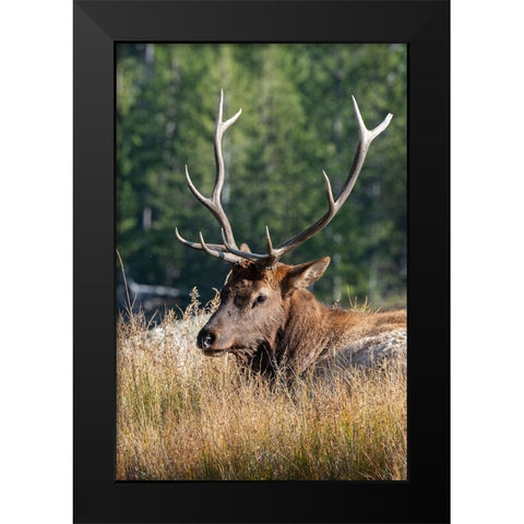 USA-Wyoming-Yellowstone National Park-Madison-Madison River-Male North American elk Black Modern Wood Framed Art Print by Hopkins, Cindy Miller