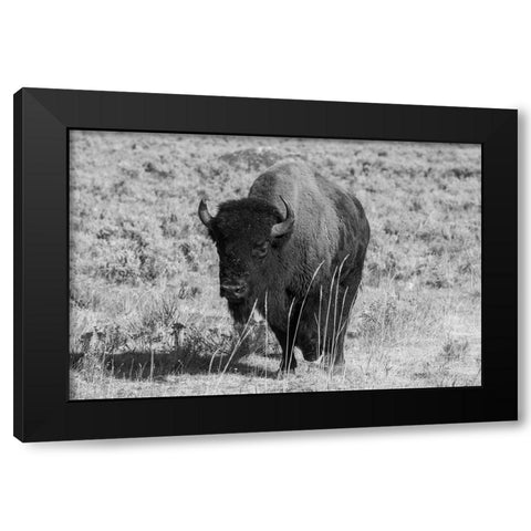 USA-Wyoming-Yellowstone National Park-Lamar Valley-American bison Black Modern Wood Framed Art Print with Double Matting by Hopkins, Cindy Miller