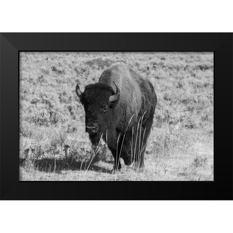 USA-Wyoming-Yellowstone National Park-Lamar Valley-American bison Black Modern Wood Framed Art Print by Hopkins, Cindy Miller