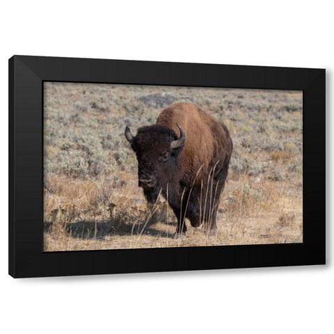 USA-Wyoming-Yellowstone National Park-Lamar Valley-American bison Black Modern Wood Framed Art Print with Double Matting by Hopkins, Cindy Miller