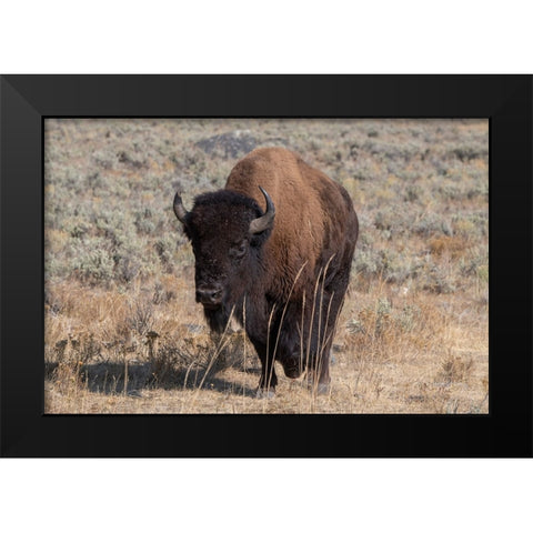 USA-Wyoming-Yellowstone National Park-Lamar Valley-American bison Black Modern Wood Framed Art Print by Hopkins, Cindy Miller