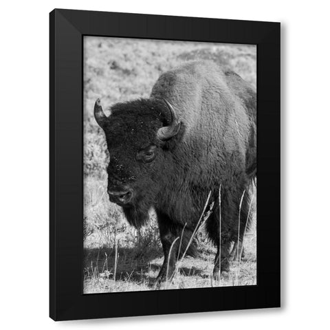 USA-Wyoming-Yellowstone National Park-Lamar Valley-Male American bison Black Modern Wood Framed Art Print by Hopkins, Cindy Miller