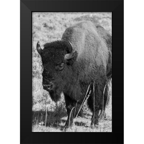USA-Wyoming-Yellowstone National Park-Lamar Valley-Male American bison Black Modern Wood Framed Art Print by Hopkins, Cindy Miller