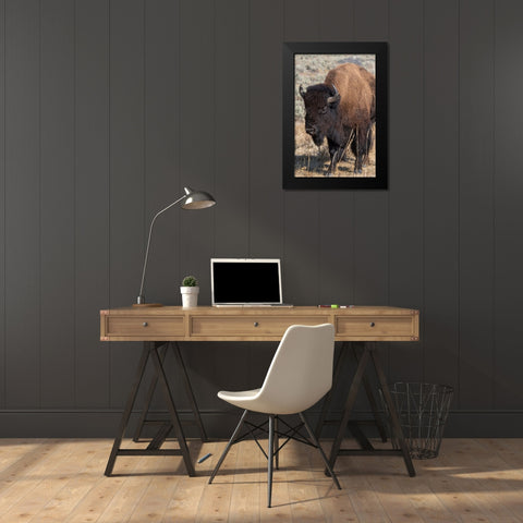 USA-Wyoming-Yellowstone National Park-Lamar Valley-Male American bison Black Modern Wood Framed Art Print by Hopkins, Cindy Miller