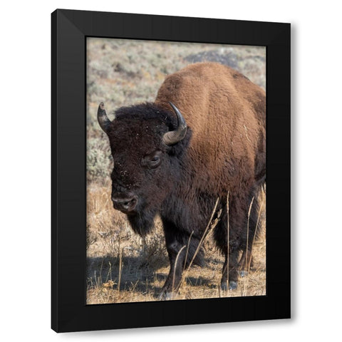 USA-Wyoming-Yellowstone National Park-Lamar Valley-Male American bison Black Modern Wood Framed Art Print with Double Matting by Hopkins, Cindy Miller