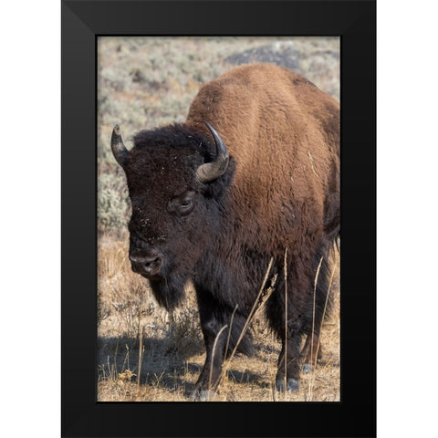 USA-Wyoming-Yellowstone National Park-Lamar Valley-Male American bison Black Modern Wood Framed Art Print by Hopkins, Cindy Miller