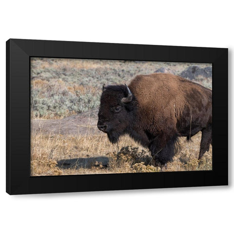 USA-Wyoming-Yellowstone National Park-Lamar Valley-Male American bison Black Modern Wood Framed Art Print by Hopkins, Cindy Miller