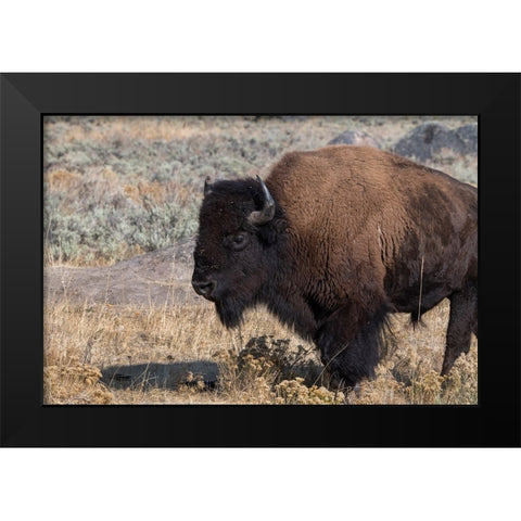 USA-Wyoming-Yellowstone National Park-Lamar Valley-Male American bison Black Modern Wood Framed Art Print by Hopkins, Cindy Miller