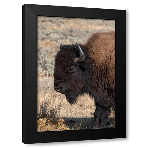 USA-Wyoming-Yellowstone National Park-Lamar Valley-Male American bison Black Modern Wood Framed Art Print with Double Matting by Hopkins, Cindy Miller