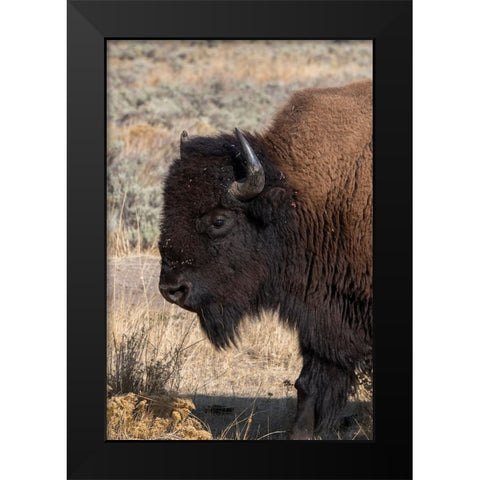 USA-Wyoming-Yellowstone National Park-Lamar Valley-Male American bison Black Modern Wood Framed Art Print by Hopkins, Cindy Miller
