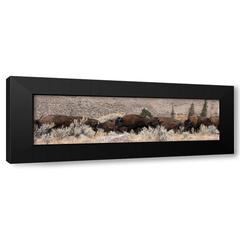 USA-Wyoming-Yellowstone National Park-Lamar Valley-Herd of American bison Black Modern Wood Framed Art Print with Double Matting by Hopkins, Cindy Miller
