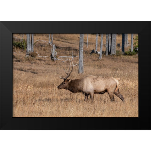 USA-Wyoming-Yellowstone National Park-Madison-Male North American elk Black Modern Wood Framed Art Print by Hopkins, Cindy Miller