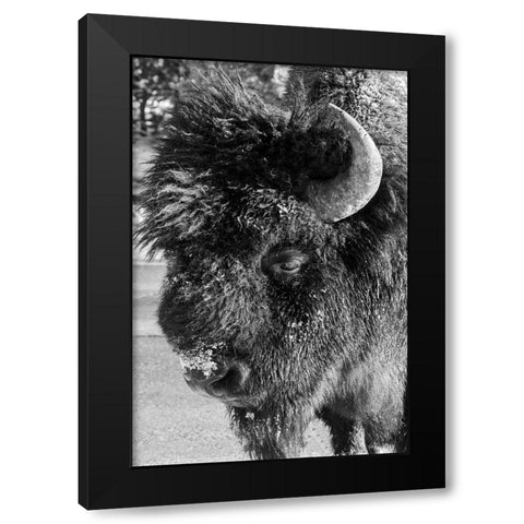 USA-Wyoming-Yellowstone National Park-Lone male American bison-aka buffalo with frost on face-Head  Black Modern Wood Framed Art Print by Hopkins, Cindy Miller