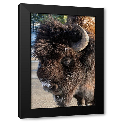 USA-Wyoming-Yellowstone National Park-Lone male American bison-aka buffalo with frost on face-Head  Black Modern Wood Framed Art Print with Double Matting by Hopkins, Cindy Miller