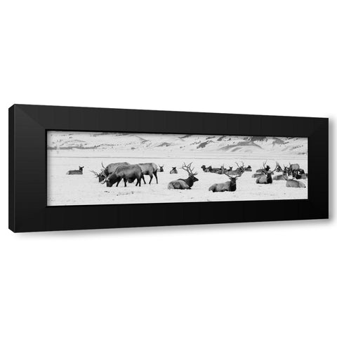 USA-Wyoming-Tetons National Park-National Elk Refuge Large elk herd in winter Black Modern Wood Framed Art Print by Hopkins, Cindy Miller