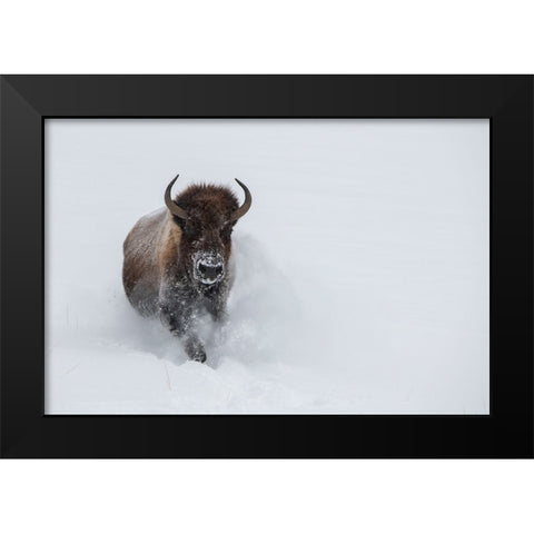 USA-Wyoming-Yellowstone National Park Lone bull bison running in deep snow Black Modern Wood Framed Art Print by Hopkins, Cindy Miller