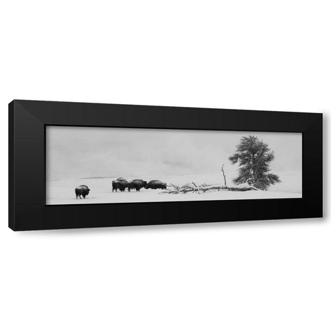 USA-Wyoming-Yellowstone National Park Bison herd in snow Black Modern Wood Framed Art Print with Double Matting by Hopkins, Cindy Miller