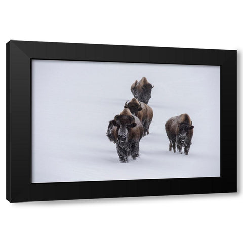 USA-Wyoming-Yellowstone National Park Bison herd in the snow Black Modern Wood Framed Art Print with Double Matting by Hopkins, Cindy Miller