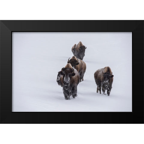 USA-Wyoming-Yellowstone National Park Bison herd in the snow Black Modern Wood Framed Art Print by Hopkins, Cindy Miller